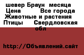 шевер Браун 2месяца › Цена ­ 200 - Все города Животные и растения » Птицы   . Свердловская обл.